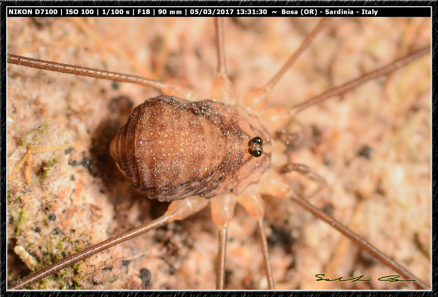 Opilio canestrinii ♂ (Thorell, 1876) Phalangiidae